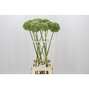 Allium Green Craze