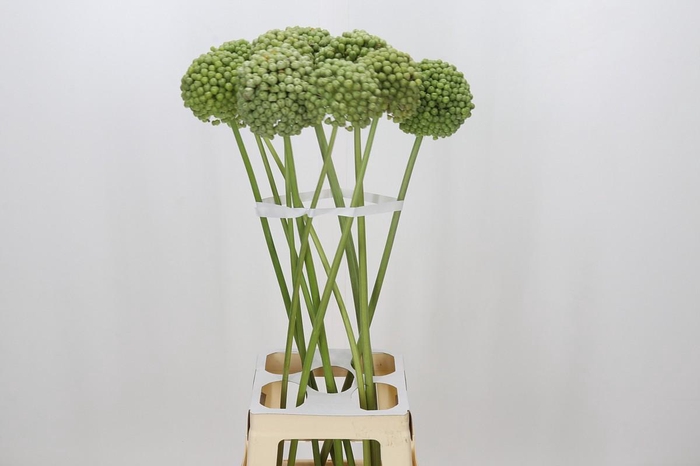 <h4>Allium Green Craze</h4>
