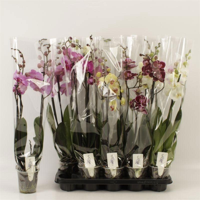 <h4>PHAL GEM 6 KL</h4>