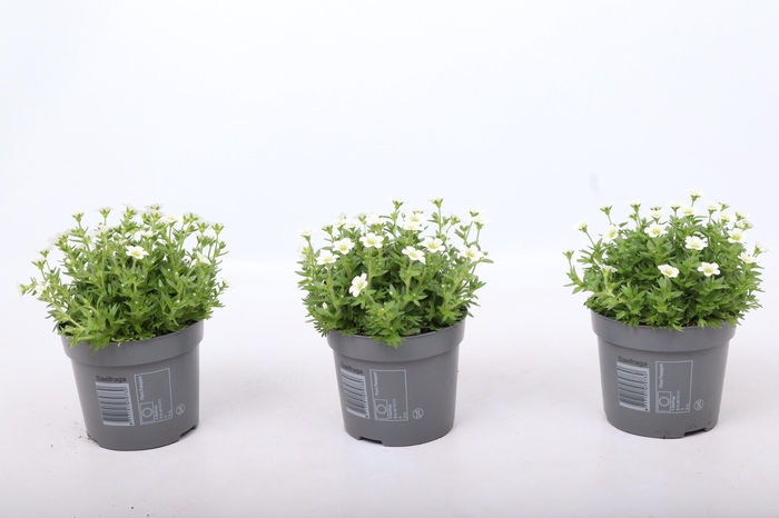 <h4>Saxifraga Ice Colours Pearl White</h4>