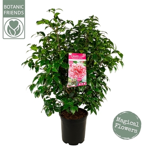 Camellia wil. 'Volunteer' ®