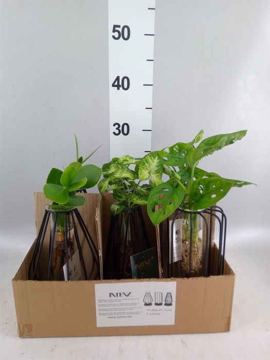 Planten  ..mix