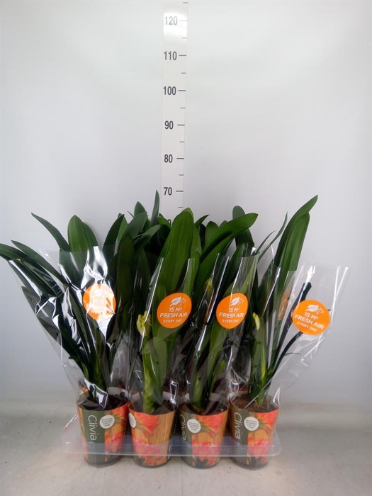 <h4>Clivia miniata</h4>