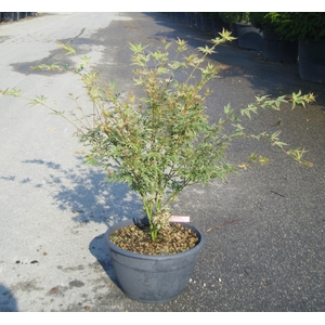 Acer palmatum