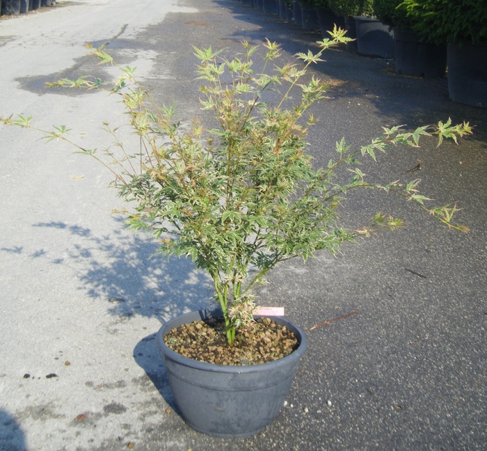 <h4>Acer palmatum</h4>