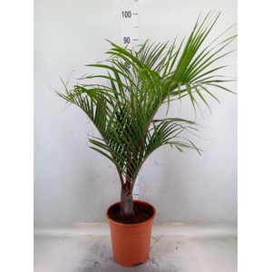 Mascarena verschaffeltii