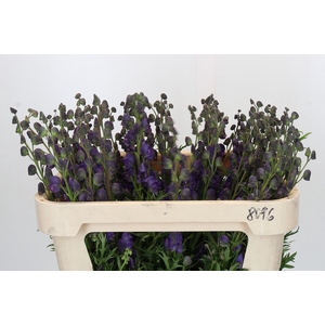 Aconitum Napellus