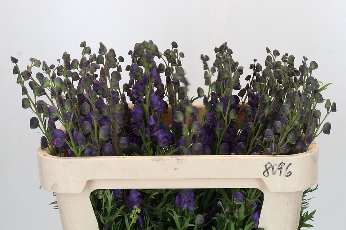 Aconitum Napellus