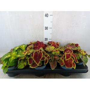 Plectranthus col. 'Wizard'   ...mix