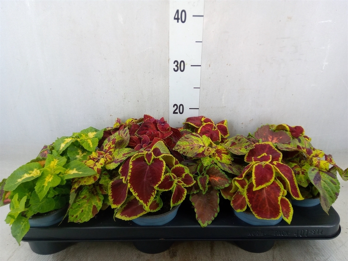<h4>Plectranthus col. 'Wizard'   ...mix</h4>