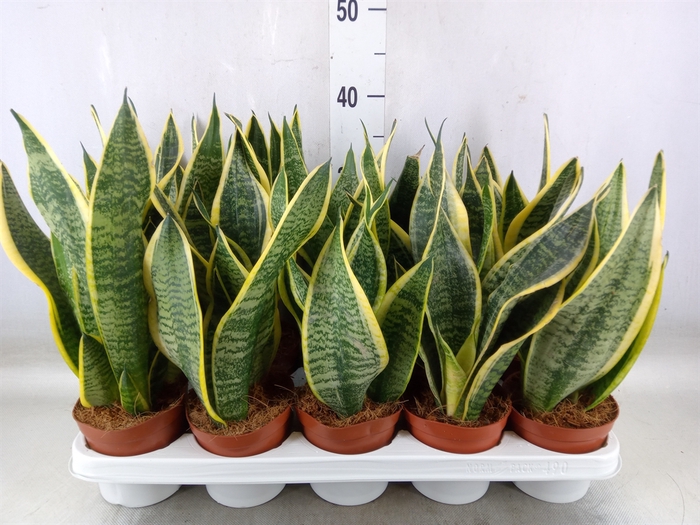 <h4>Sansevieria trifa. 'Futura Superba'</h4>