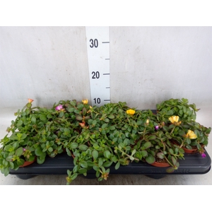 Portulaca   ...