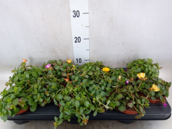 <h4>Portulaca   ...</h4>