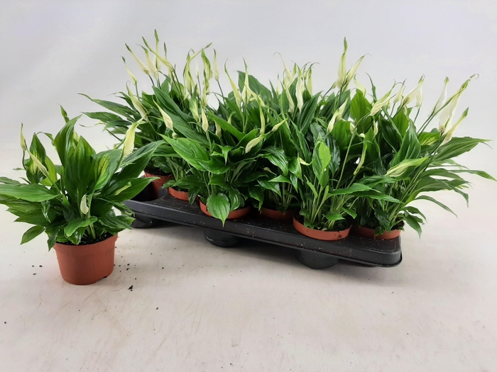 <h4>SPATH CHOPIN</h4>