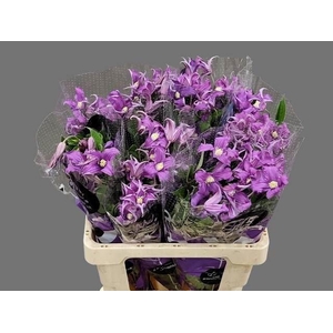 CLEMATIS AMAZING ROME