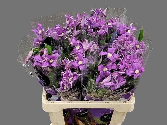 <h4>CLEMATIS AMAZING ROME</h4>