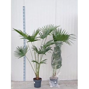 Livistona rotundifolia