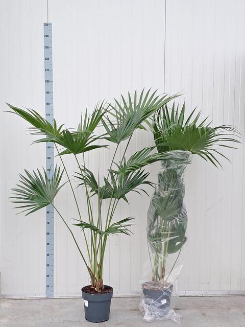 <h4>Livistona rotundifolia</h4>