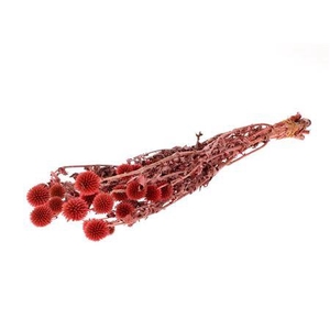 Bunch Echinops Pres.150g L60