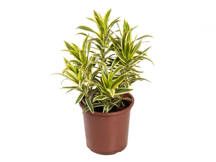 <h4>DRACENA REF SONG OF INDIA P23</h4>