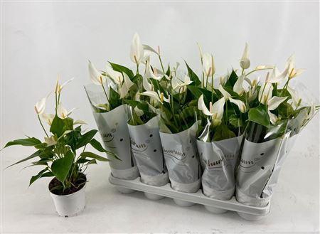 <h4>Anthu An Bandolero White 4-6</h4>