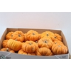 CUCURBITA PEPO 'JACK LITTLE'  ../ST