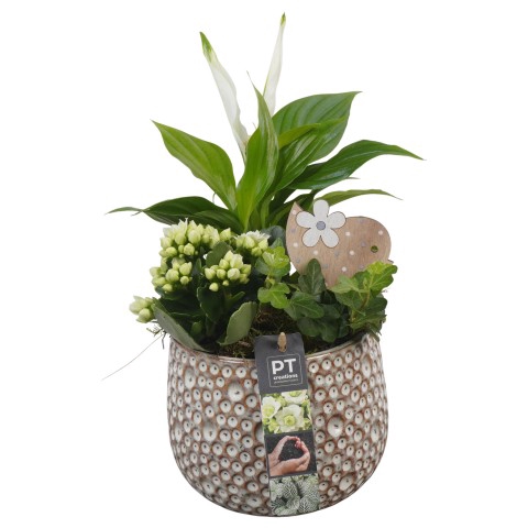 <h4>PTIB6427 Arrangement Indoor in keramiek pot</h4>