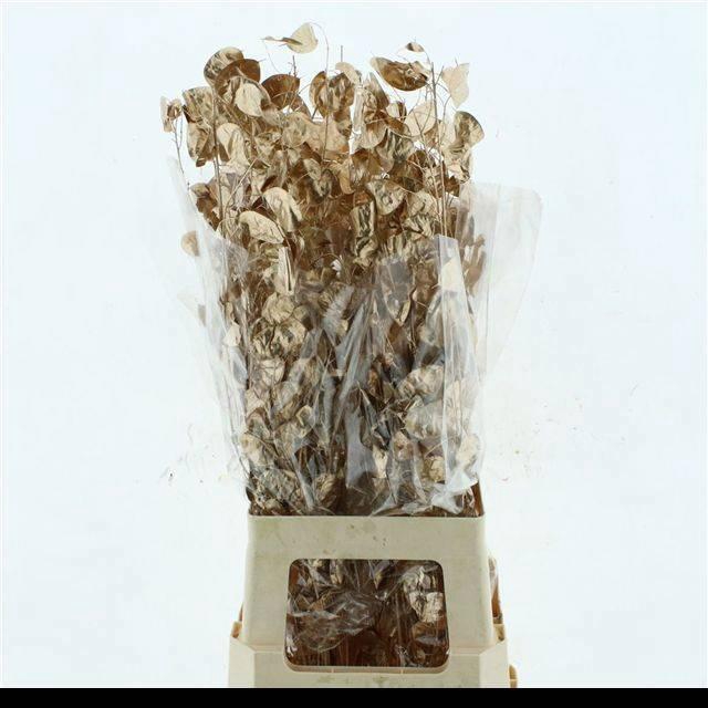 <h4>DROOGBL BEWERKT H%</h4>