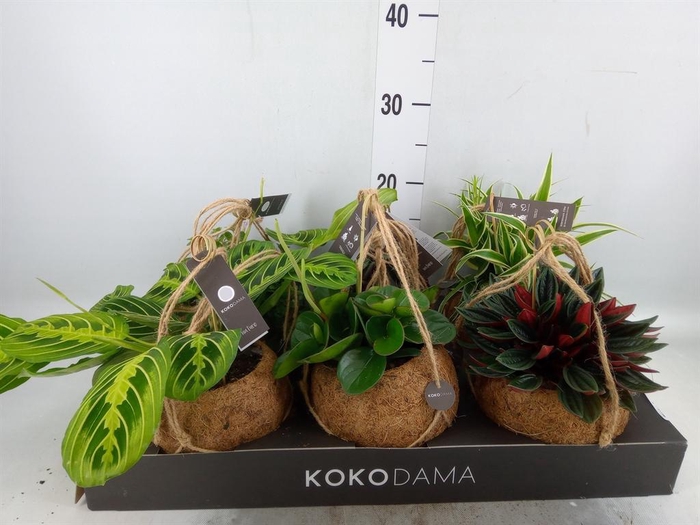 <h4>Planten Groen   ...mix  5</h4>