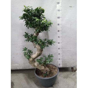 Ficus microcarpa 'Ginseng'