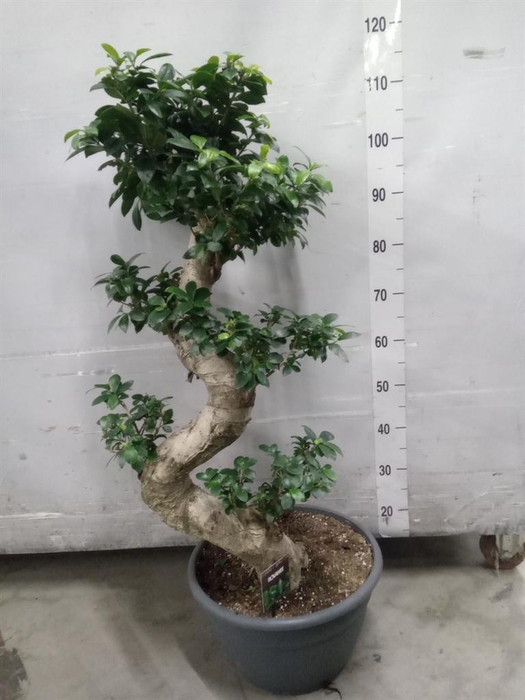 <h4>Ficus microcarpa 'Ginseng'</h4>
