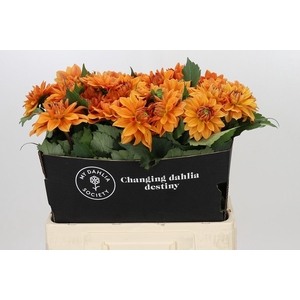 Dahlia Summerflame