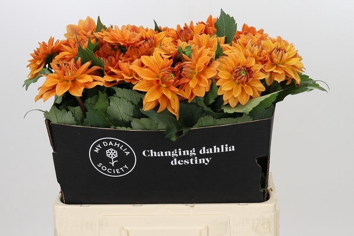 <h4>Dahlia Summerflame</h4>