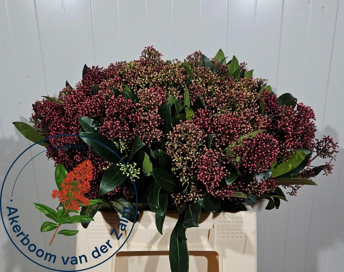 <h4>SKIM J RUBELLA BS</h4>