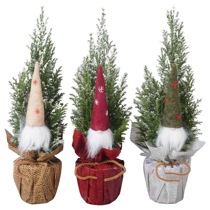 <h4>PTK25124 Ellwoodii met sneeuw in rondella folie mix met decoratie</h4>