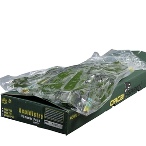 Aspidistra Vacuum Orca