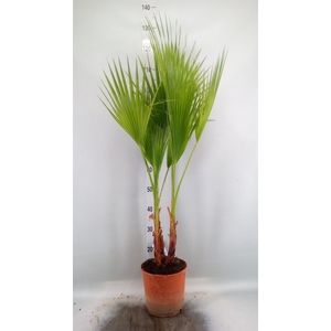 Washingtonia filifera