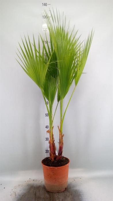 <h4>Washingtonia filifera</h4>
