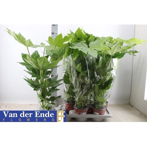 FATSIA OV
