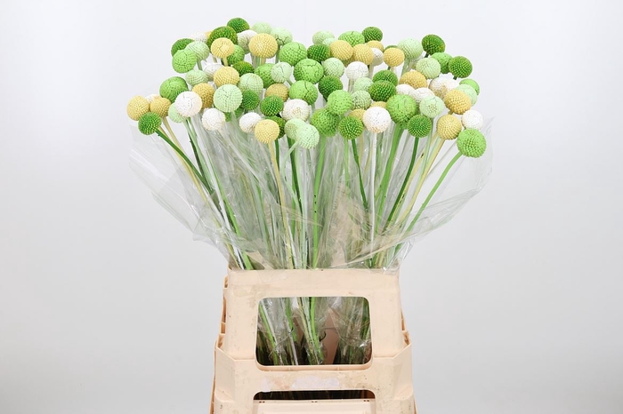 Craspedia Kl Bh Groen Mix