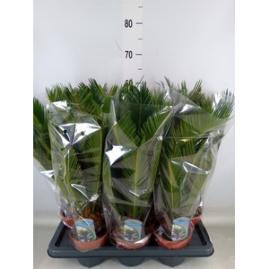 Cycas revoluta