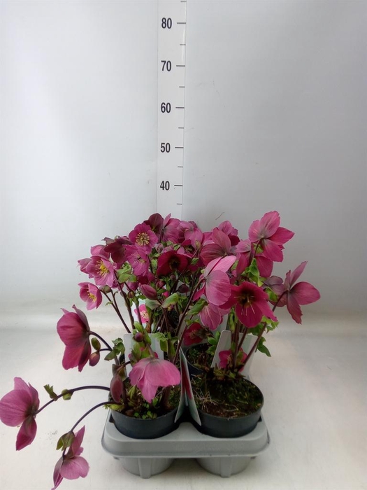 <h4>Helleborus ori.</h4>