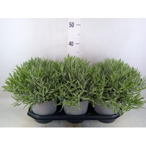 Lavandula angus.