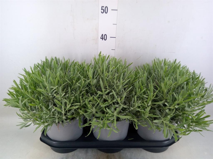 <h4>Lavandula angus.</h4>