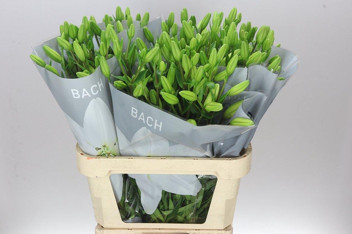 <h4>Lil La Bach</h4>