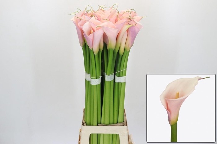 <h4>ZANT AE EYD PINK</h4>