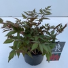 Astilbe