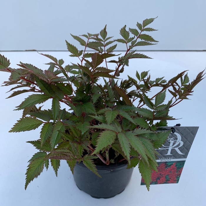 Astilbe