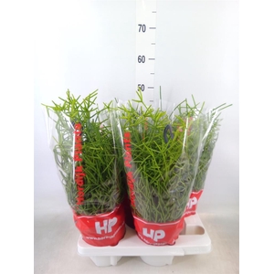 Rhipsalis heteroclada