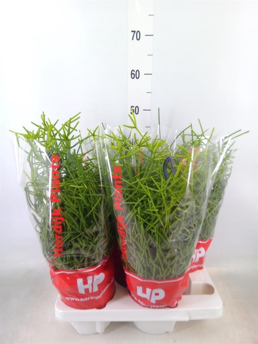 <h4>Rhipsalis heteroclada</h4>